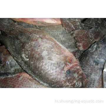 जमे हुए तिलापिया मछली पूरे दौर में 500-800g गुटेड स्केल्ड